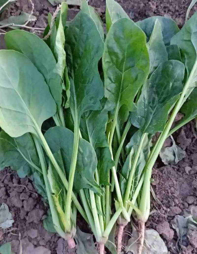 荷兰帝王菠菜种子四季播耐寒越冬大叶菠菜种籽高产有机蔬菜籽