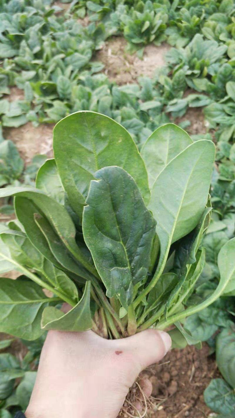 荷兰帝王菠菜种子四季播耐寒越冬大叶菠菜种籽高产有机蔬菜籽