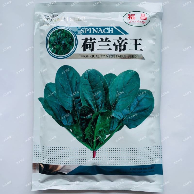荷兰帝王菠菜种子四季播耐寒越冬大叶菠菜种籽高产有机蔬菜籽