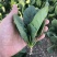 荷兰帝王菠菜种子四季播耐寒越冬大叶菠菜种籽高产有机蔬菜籽