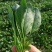 荷兰帝王菠菜种子四季播耐寒越冬大叶菠菜种籽高产有机蔬菜籽