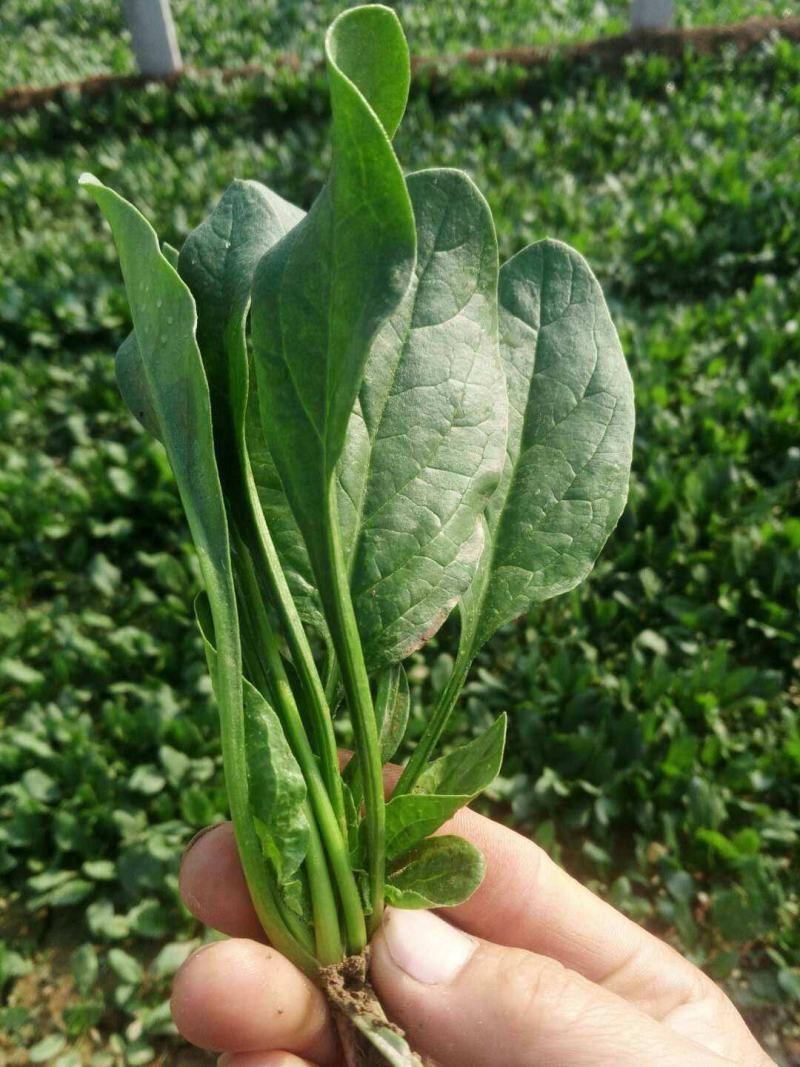 荷兰帝王菠菜种子四季播耐寒越冬大叶菠菜种籽高产有机蔬菜籽