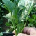 荷兰帝王菠菜种子四季播耐寒越冬大叶菠菜种籽高产有机蔬菜籽