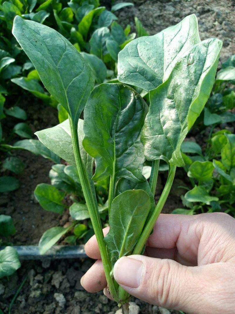 荷兰帝王菠菜种子四季播耐寒越冬大叶菠菜种籽高产有机蔬菜籽