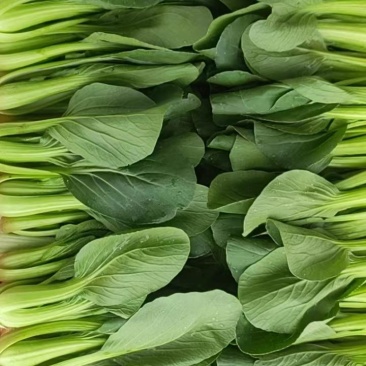 精品小颗油菜，上海青，小青菜，需要的老板联系，非诚勿扰