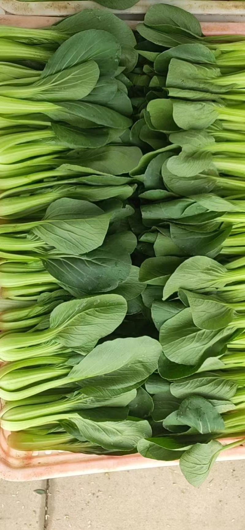 精品小颗油菜，上海青，小青菜，需要的老板联系，非诚勿扰