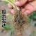 脱毒章姬草莓苗，又叫甜宝，四叶一心，脱毒苗，果子大奶油味