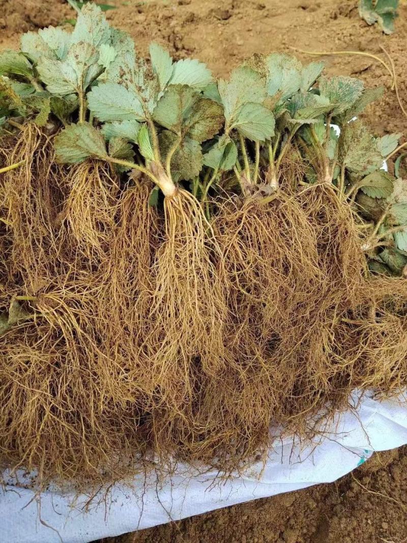 脱毒章姬草莓苗，又叫甜宝，四叶一心，脱毒苗，果子大奶油味