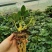 脱毒香野草莓苗，品种保证假一赔十，四叶一心以上发货