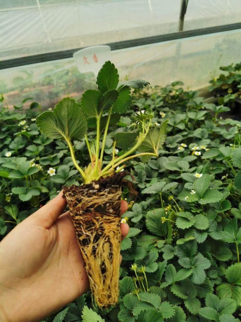 脱毒香野草莓苗，品种保证假一赔十，四叶一心以上发货
