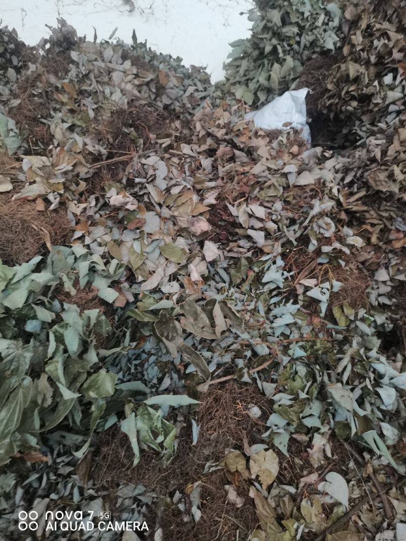 贵州中药材淫羊藿铜丝草羊合叶三支九叶草牛角花