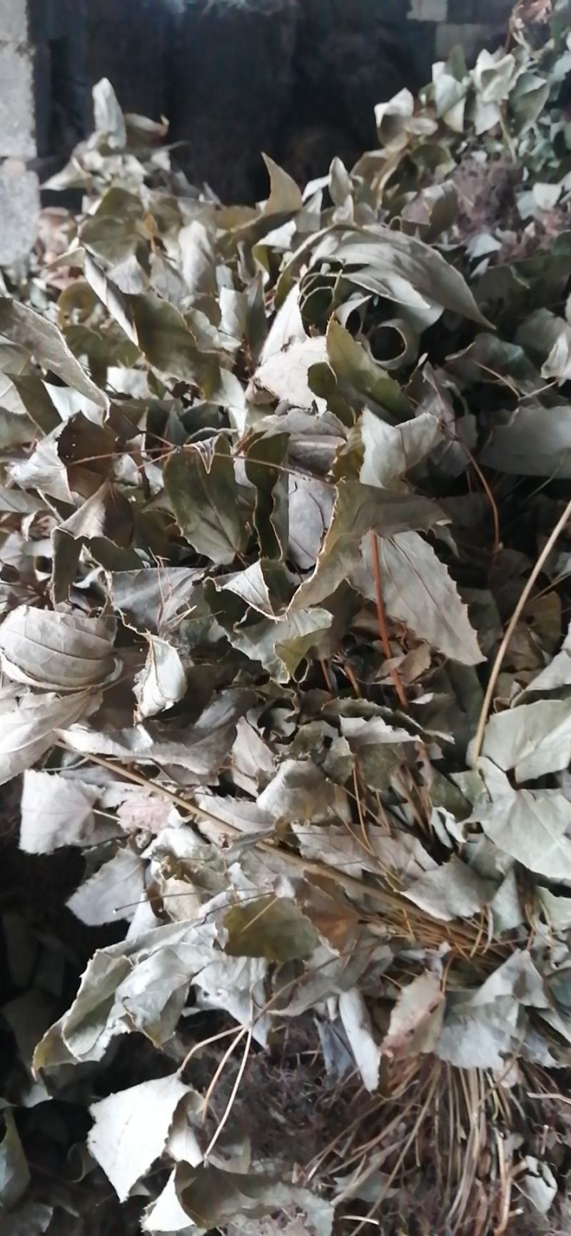 贵州中药材淫羊藿铜丝草羊合叶三支九叶草牛角花