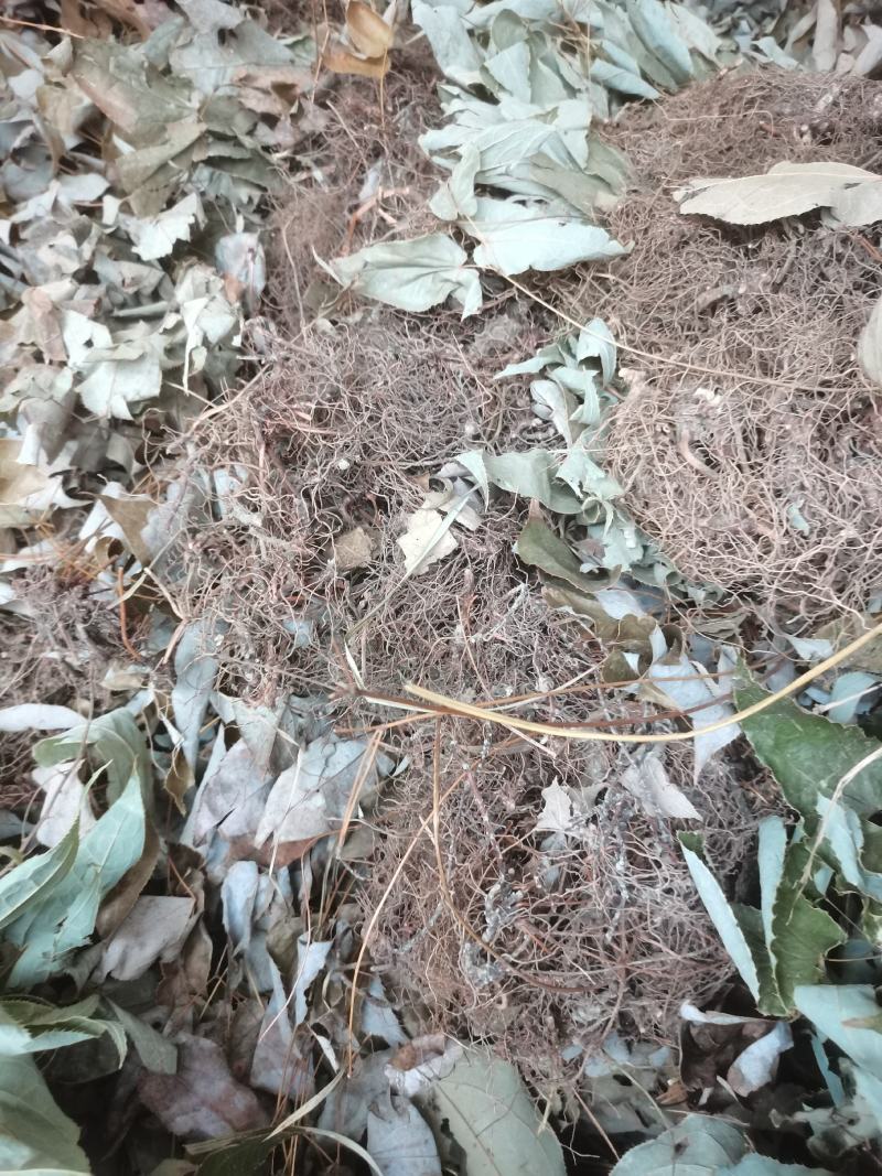 贵州中药材淫羊藿铜丝草羊合叶三支九叶草牛角花