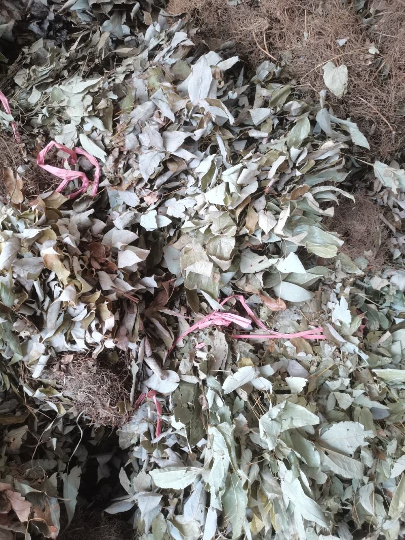 贵州中药材淫羊藿铜丝草羊合叶三支九叶草牛角花