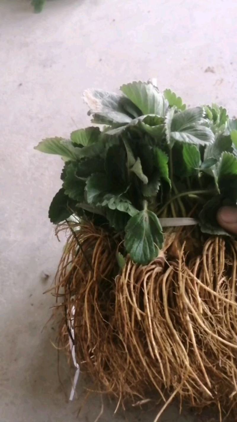 天仙醉脱毒草莓苗优质品种，果子大产量高，易成活，包邮，