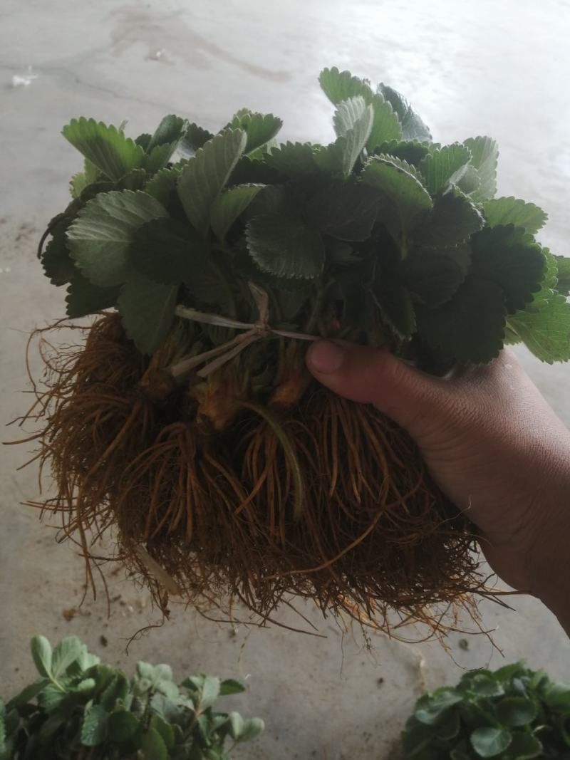 天仙醉脱毒草莓苗优质品种，果子大产量高，易成活，包邮，