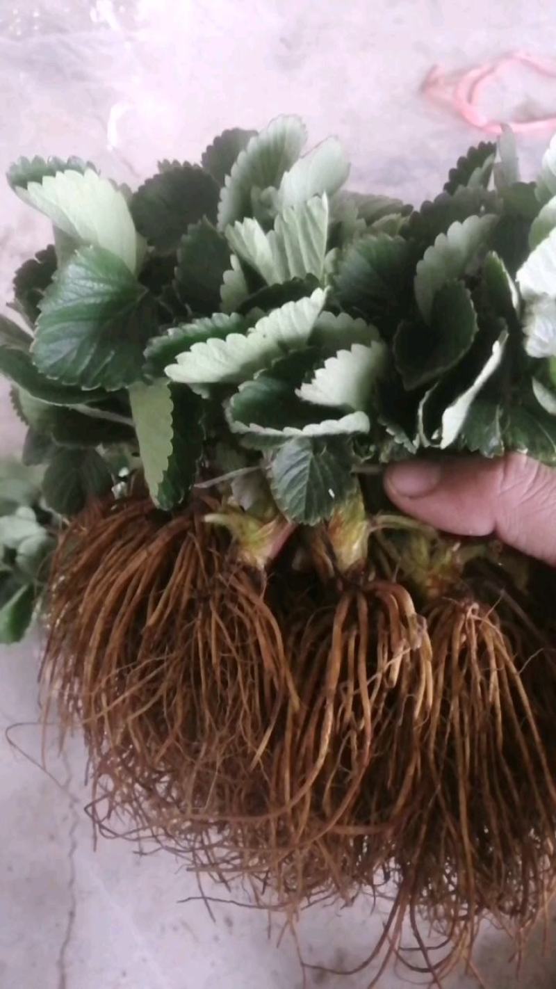 天仙醉脱毒草莓苗优质品种，果子大产量高，易成活，包邮，