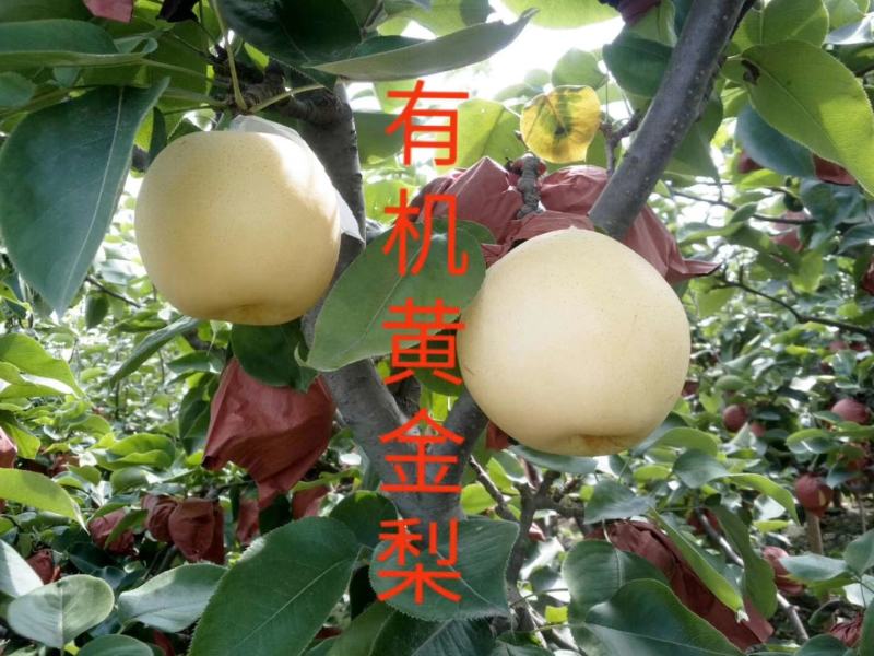 河南黄金梨找电商合作代办人诚信交易欢迎采购
