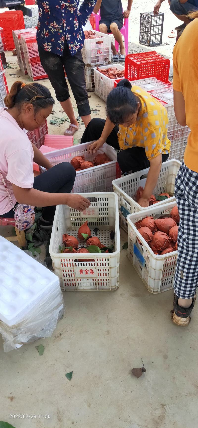 河南黄金梨找电商合作代办人诚信交易欢迎采购