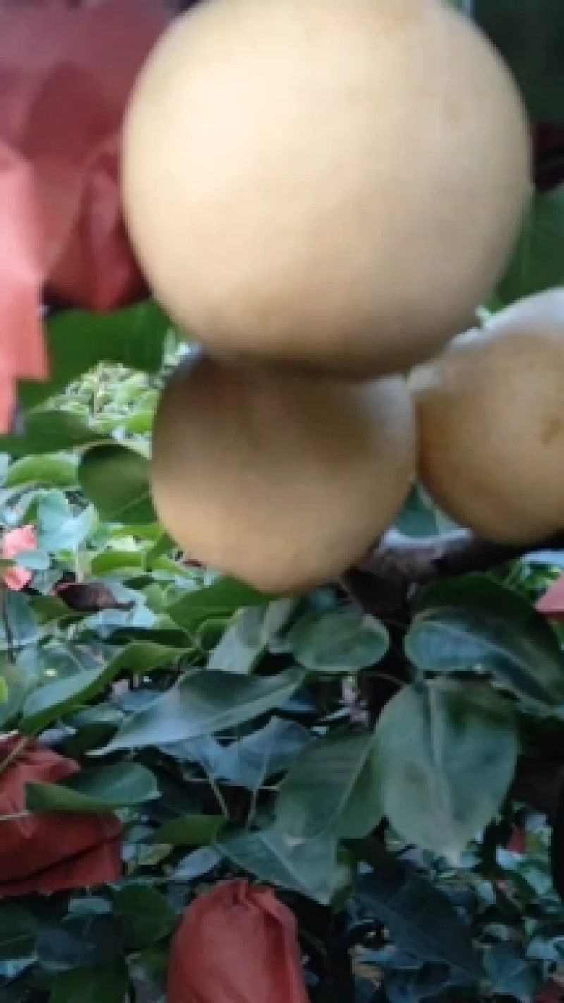 河南黄金梨找电商合作代办人诚信交易欢迎采购