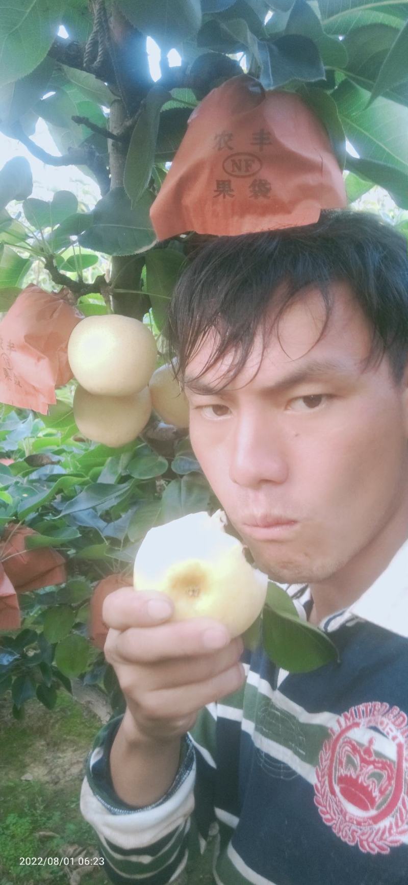 河南黄金梨找电商合作代办人诚信交易欢迎采购