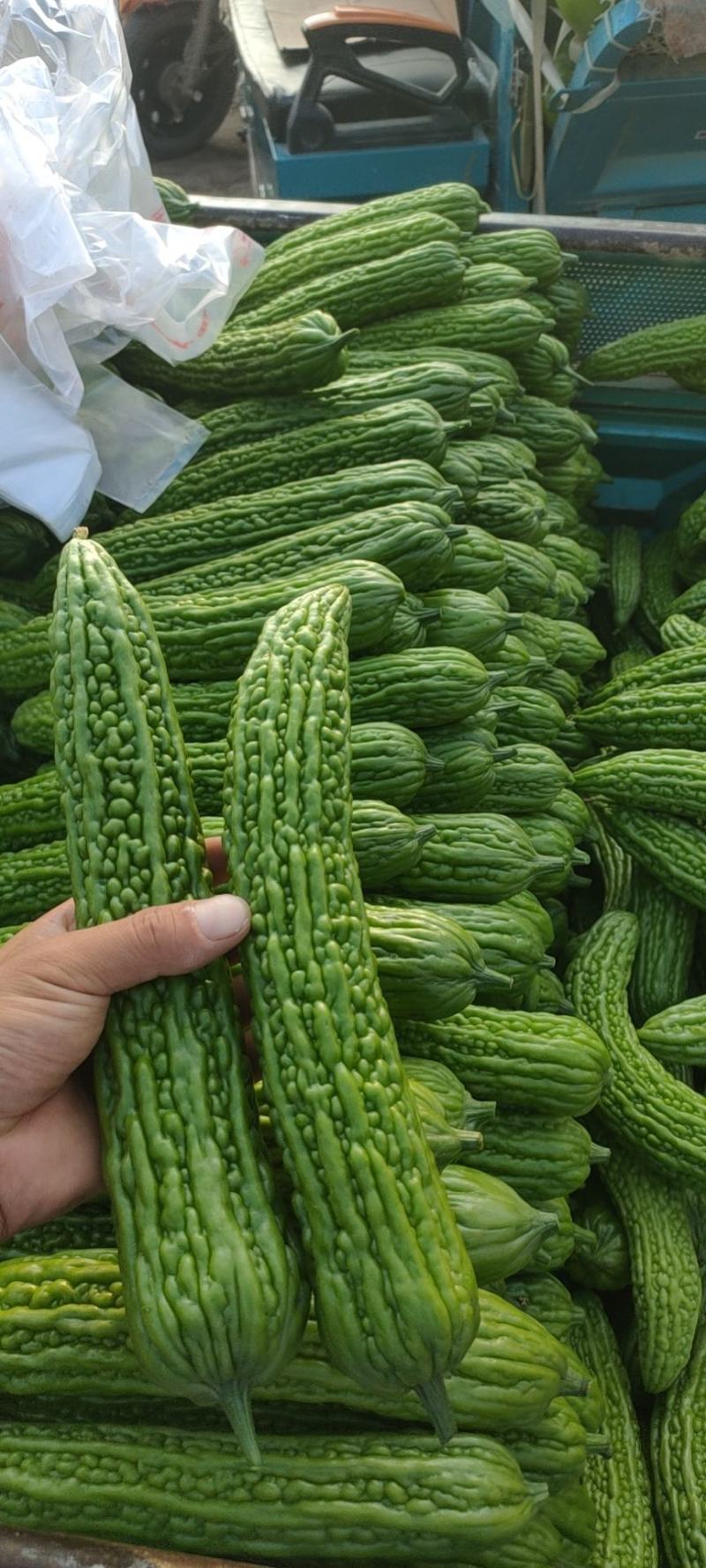苦瓜