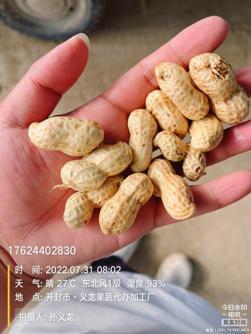 鲜花生大白沙小白沙人工挑选.商超.社区团购直供