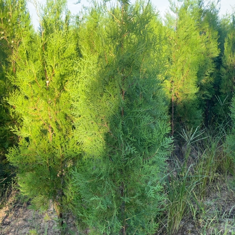 1.7米高侧柏