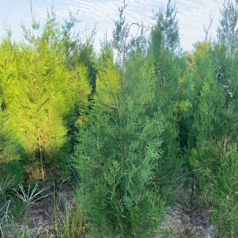 1米6高侧柏基地自产自销规格齐全货源充足