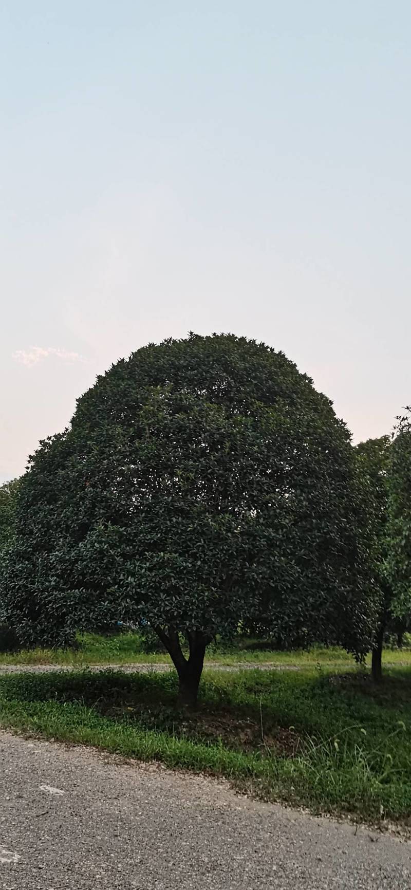 产地批发精品桂花高分支桂花低分支丛生桂花量大从优规格齐全