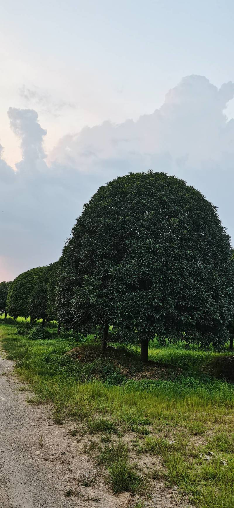 产地批发精品桂花高分支桂花低分支丛生桂花量大从优规格齐全