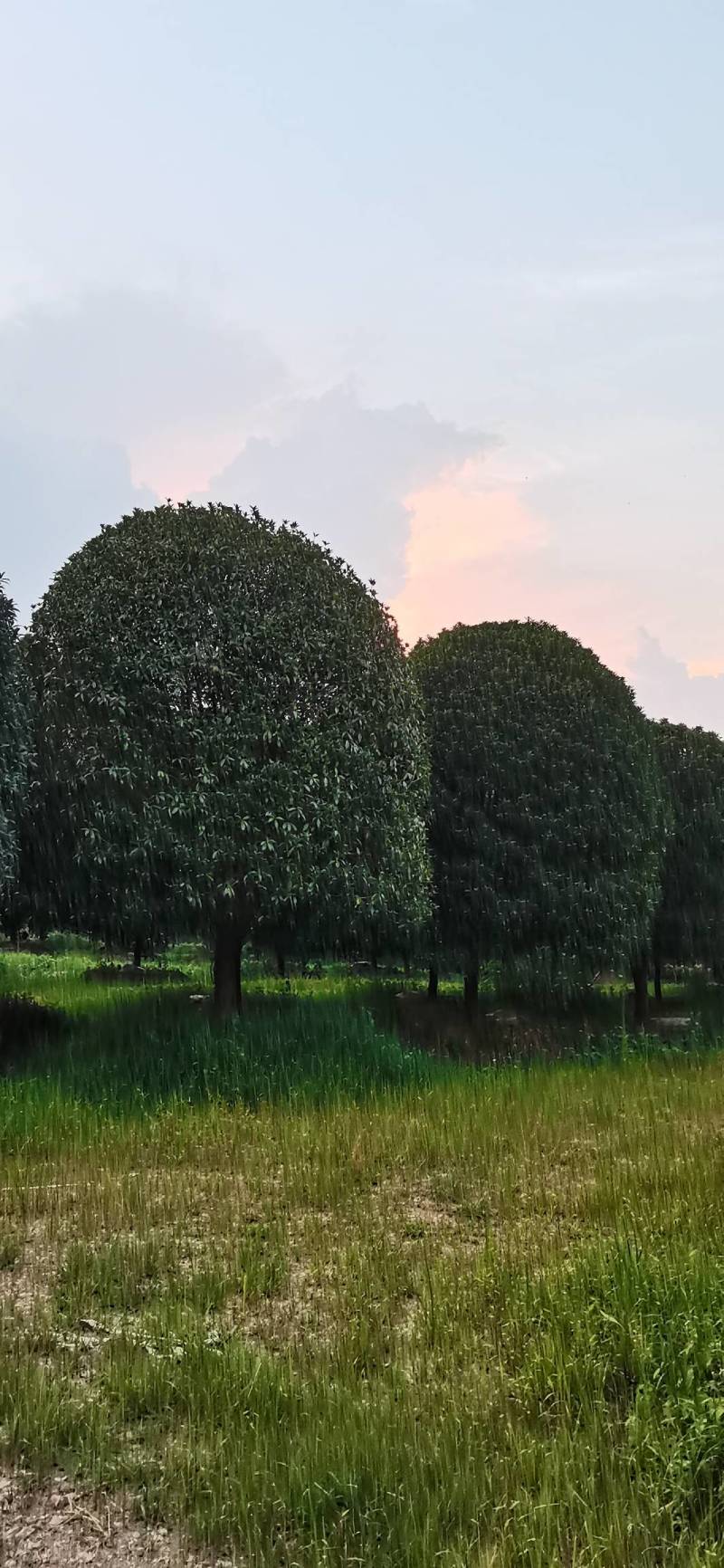 产地批发精品桂花高分支桂花低分支丛生桂花量大从优规格齐全