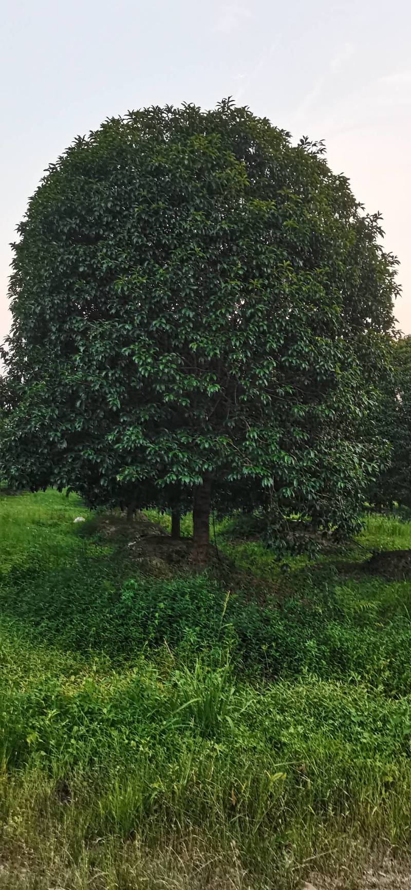 产地批发精品桂花高分支桂花低分支丛生桂花量大从优规格齐全