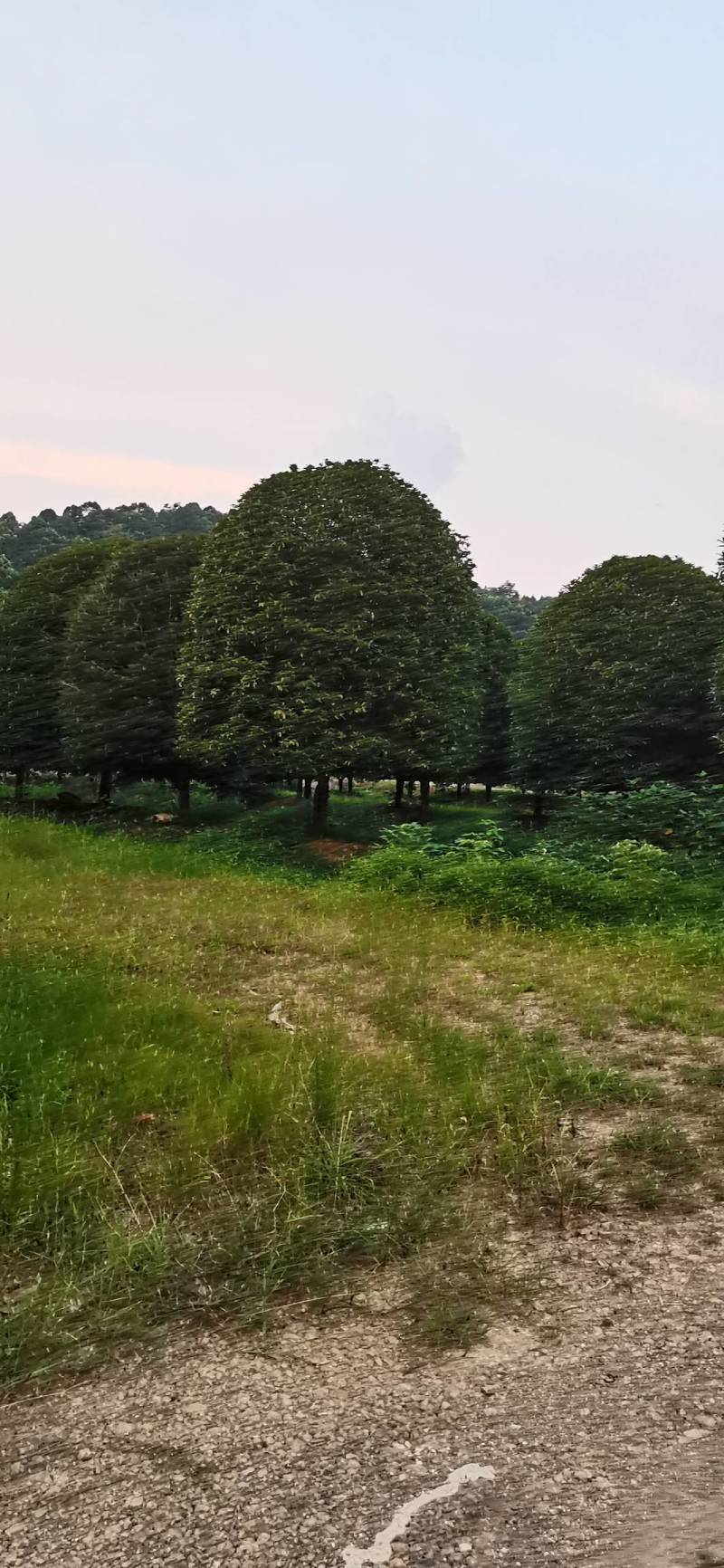 产地批发精品桂花高分支桂花低分支丛生桂花量大从优规格齐全