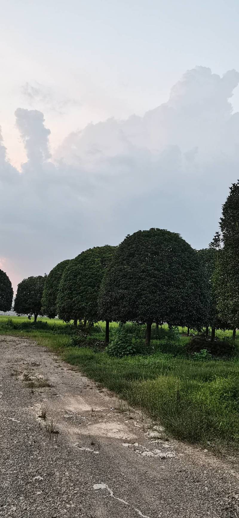 产地批发精品桂花高分支桂花低分支丛生桂花量大从优规格齐全