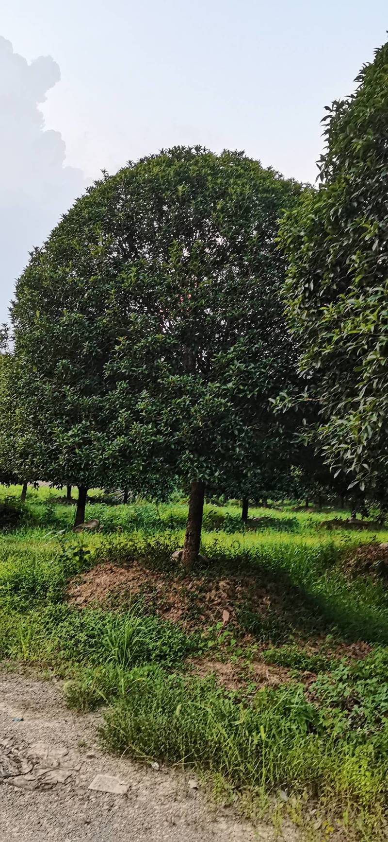产地批发精品桂花高分支桂花低分支丛生桂花量大从优规格齐全