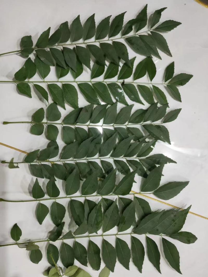 新鲜咖喱叶，咖喱苗，调料九里香，咖喱炒饭，鱼蛋，虾蟹。