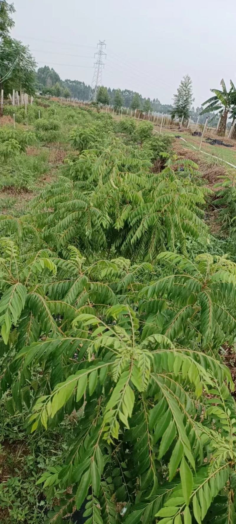 新鲜咖喱叶，咖喱苗，调料九里香，咖喱炒饭，鱼蛋，虾蟹。