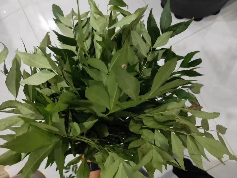 新鲜咖喱叶，咖喱苗，调料九里香，咖喱炒饭，鱼蛋，虾蟹。