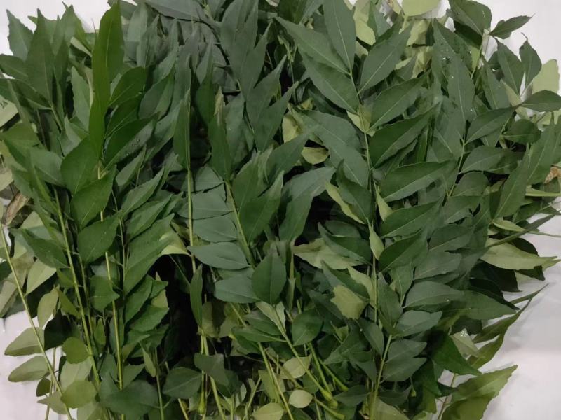 新鲜咖喱叶，咖喱苗，调料九里香，咖喱炒饭，鱼蛋，虾蟹。