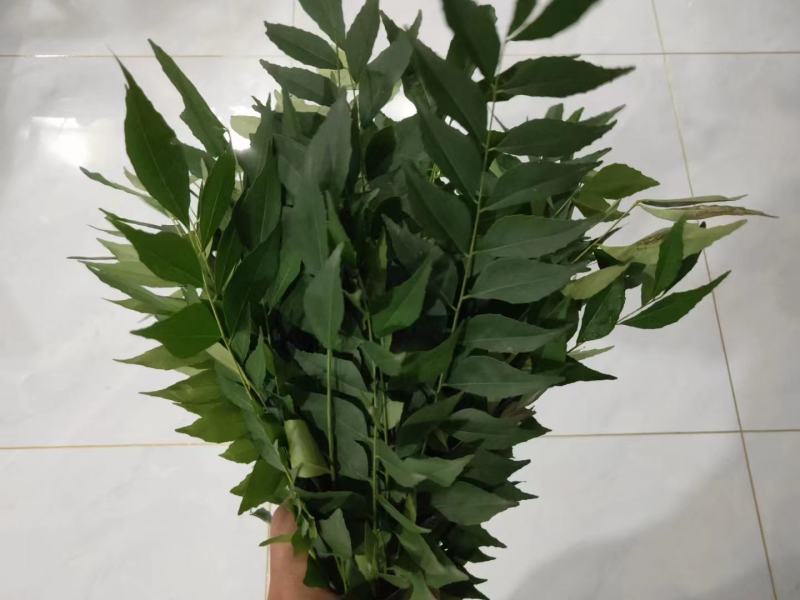 新鲜咖喱叶，咖喱苗，调料九里香，咖喱炒饭，鱼蛋，虾蟹。