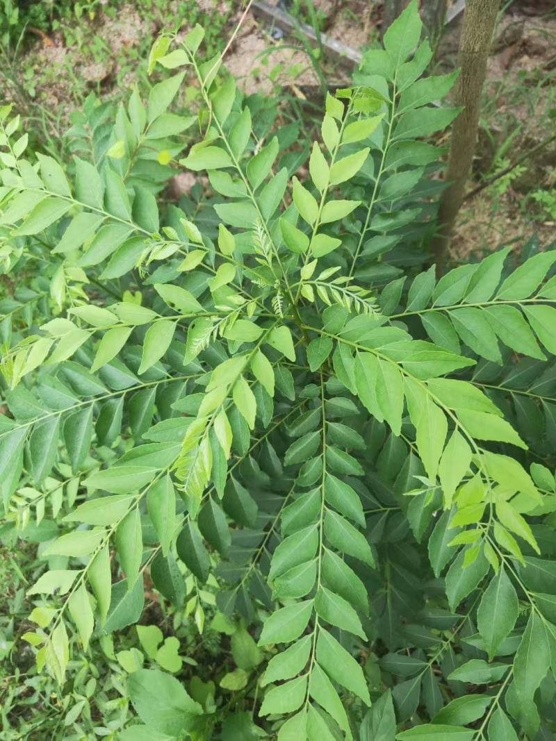 新鲜咖喱叶，咖喱苗，调料九里香，咖喱炒饭，鱼蛋，虾蟹。