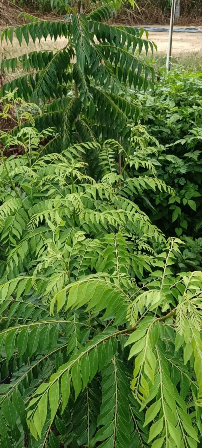 新鲜咖喱叶，咖喱苗，调料九里香，咖喱炒饭，鱼蛋，虾蟹。