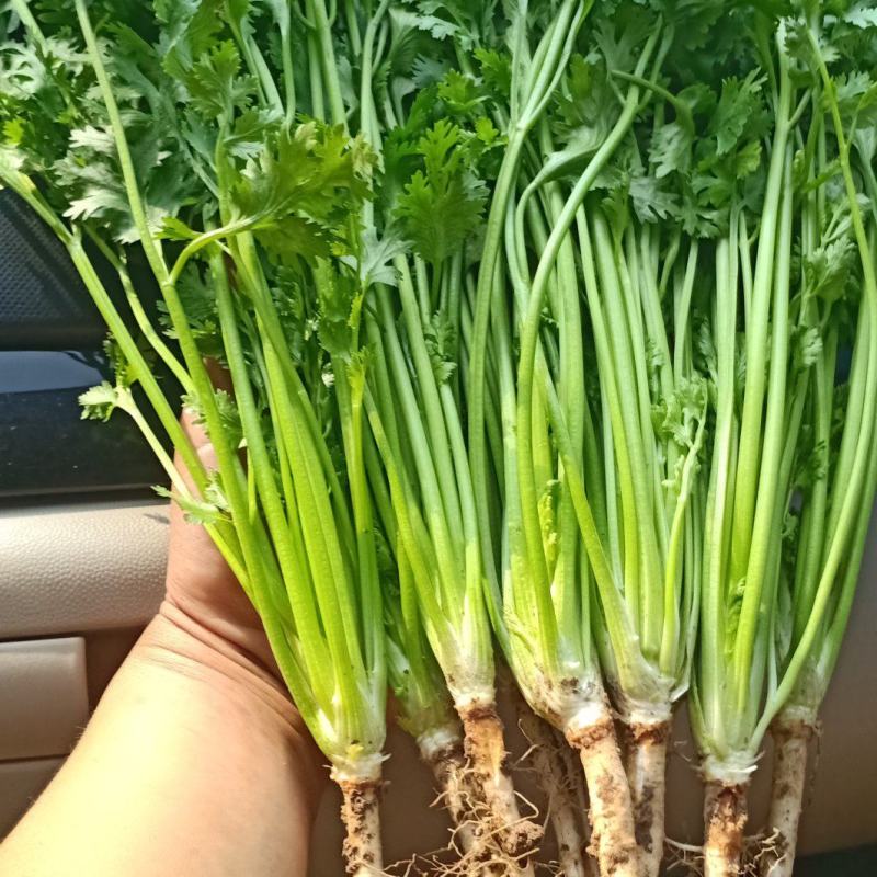 山东潍坊铁秆香菜大量上市，叶绿茎青，竹性好，对接全国市场