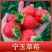 宁玉草莓苗，大叶宁玉品种保证假一赔十顺丰航空发货
