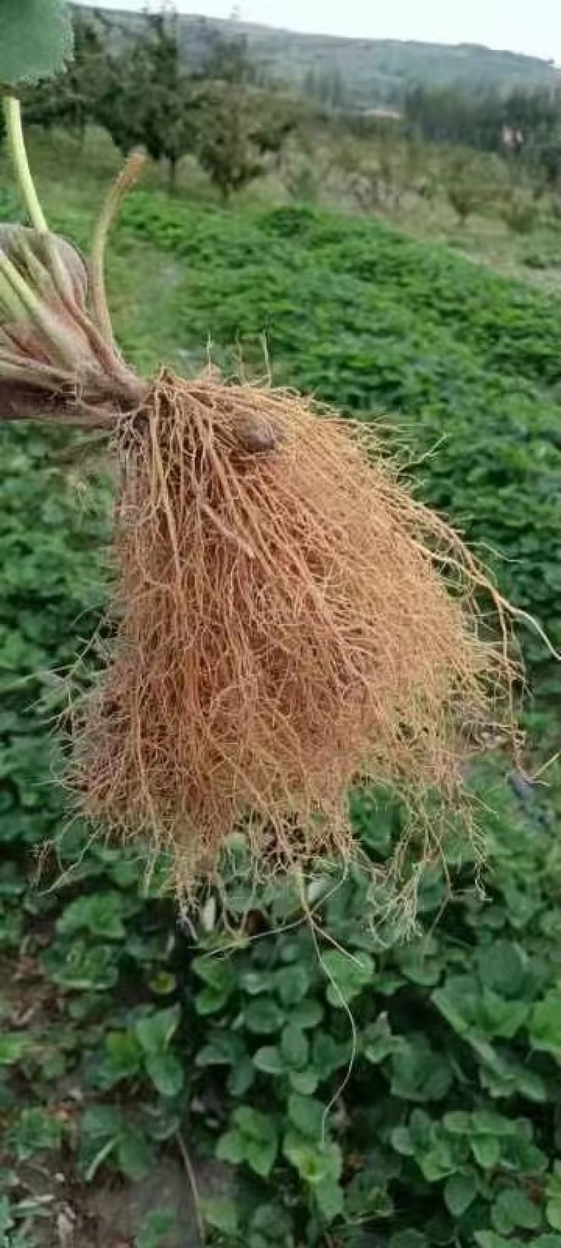 宁玉草莓苗，大叶宁玉品种保证假一赔十顺丰航空发货