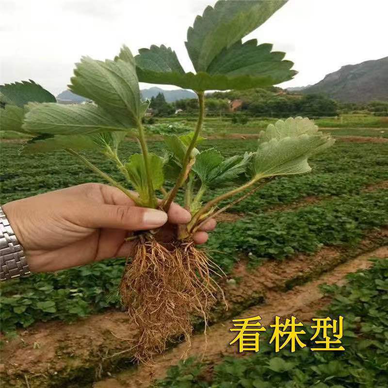 宁玉草莓苗，大叶宁玉品种保证假一赔十顺丰航空发货