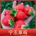 宁玉草莓苗，大叶宁玉品种保证假一赔十顺丰航空发货