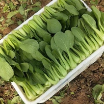 油菜，快菜，主营精品小棵，中棵，精品精品精品