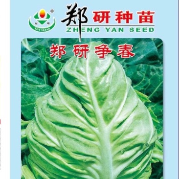 郑研争春牛心甘蓝种子10克